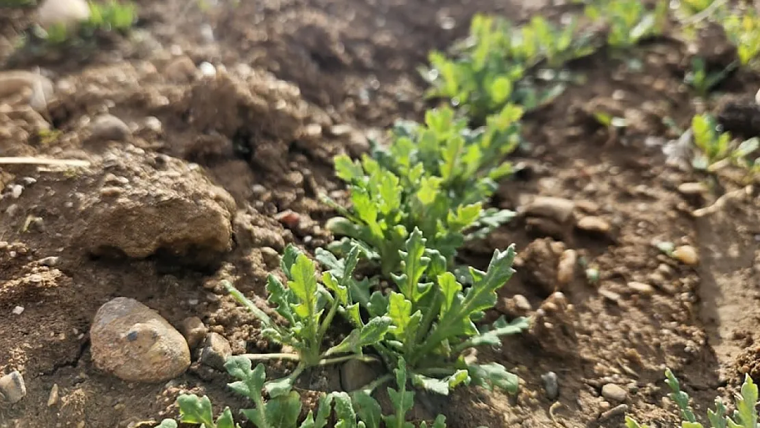 Hububat Ve Haşhaş Ekili Alanlarda Arazi Kontrolleri Yapmaya Devam Ediyor