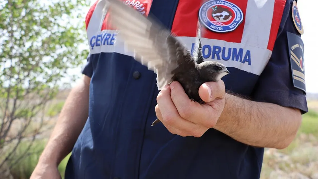 Jandarmanın Bulduğu Yaralı Yavru Ebabil Kuşu Koruma Altına Alındı