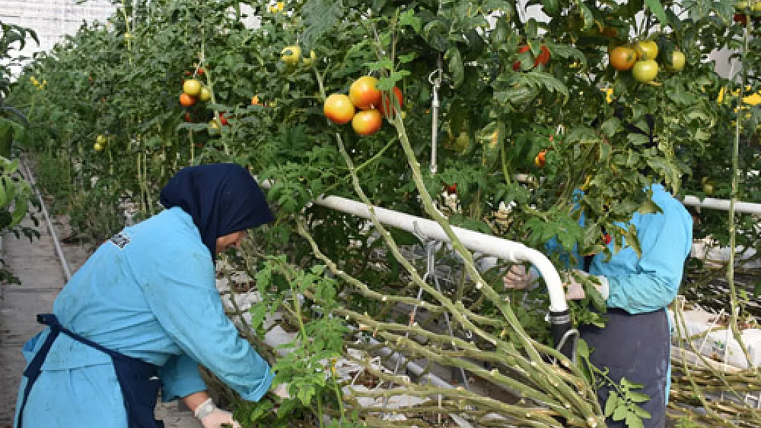 Jeotermal serada yetiştirilen domatesler Avrupa ülkelerinden ilgi görüyor