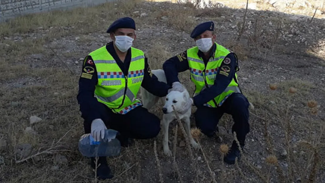 Kafası pet  şişeye sıkışan köpeği,  jandarma  kurtardı