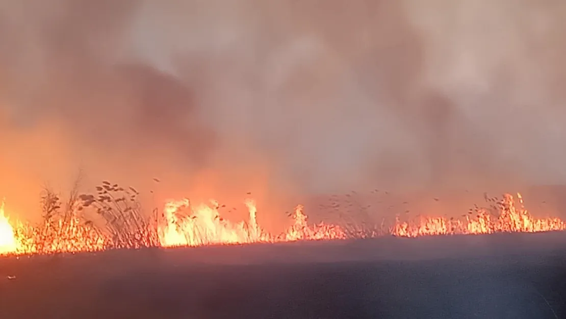 Kaplumbağa Ve Kirpi, Bakın Yangından Nasıl Kaçtı