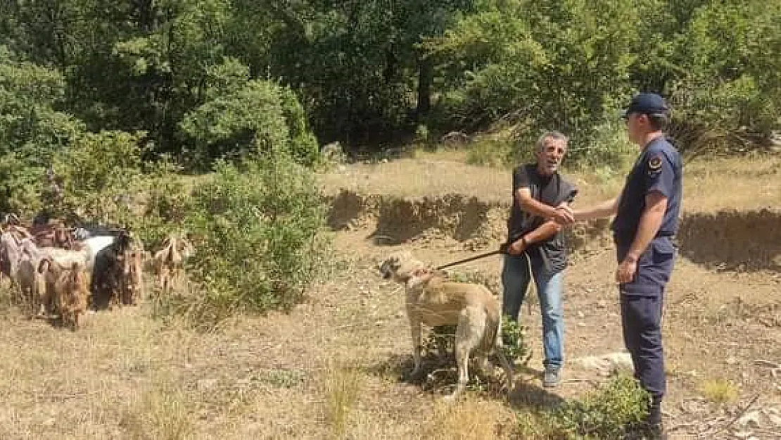 Kaybettiği Küçükbaş Hayvanlarını Jandarma Buldu