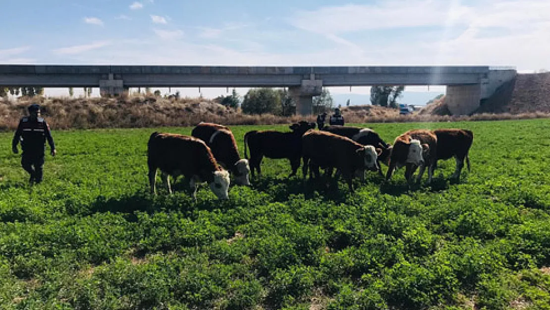 Kaybolan hayvanlar drone ile bulundu