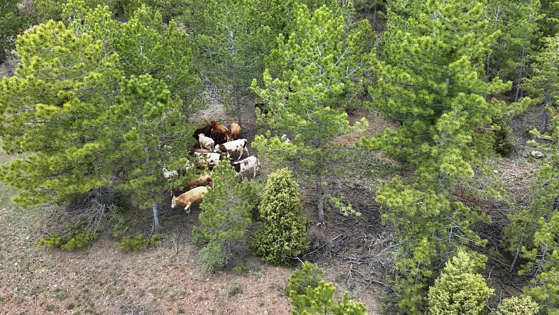 Kaybolan Hayvanlar Drone İle Bulundu