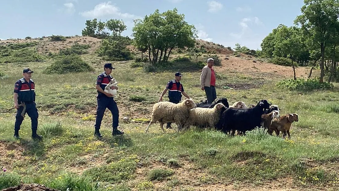 Kaybolan küçükbaş hayvanlar jandarma ekiplerince bulundu