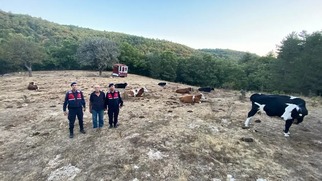 Kayıp 15 büyükbaş jandarma tarafından sahiplerine teslim edildi