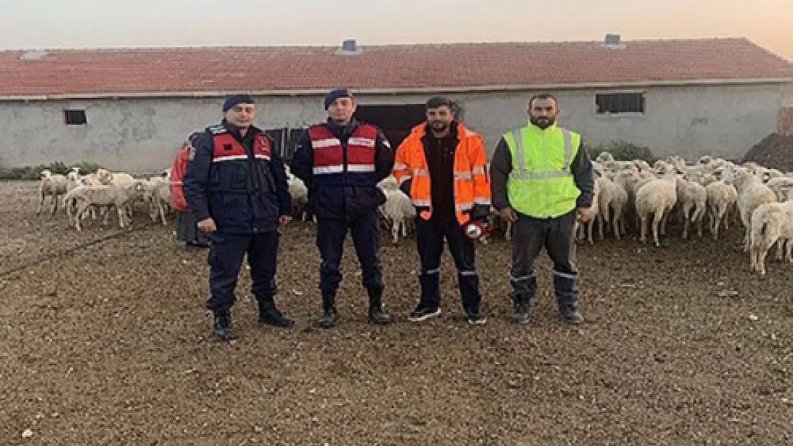 Kayıplara karışan 200 küçükbaş hayvan tam 6 buçuk saat sonra bulundu