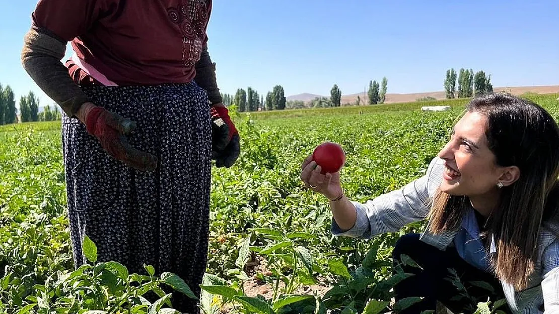 Kaymakam Eroğlu domates hasadına katıldı