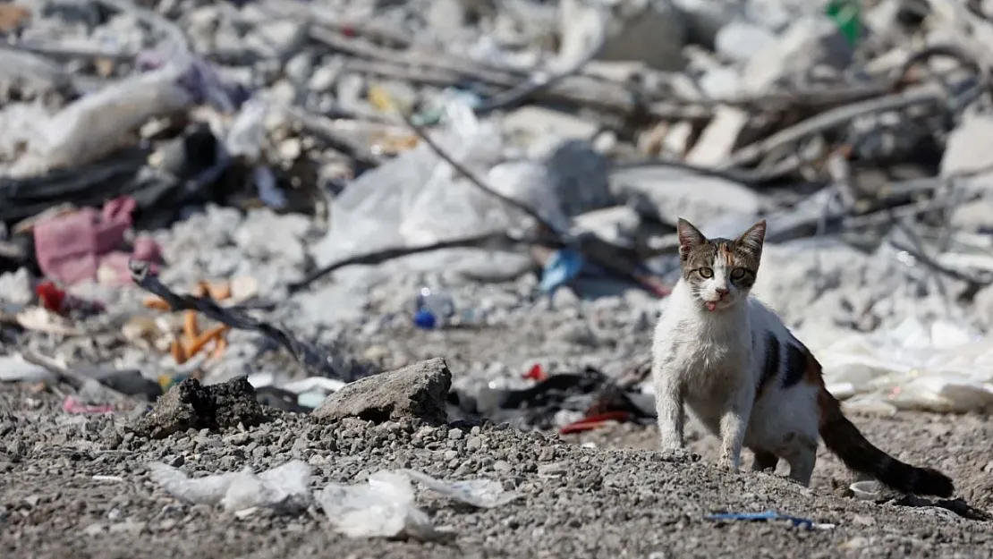 Kediler Depremi Nasıl Önceden Biliyor?