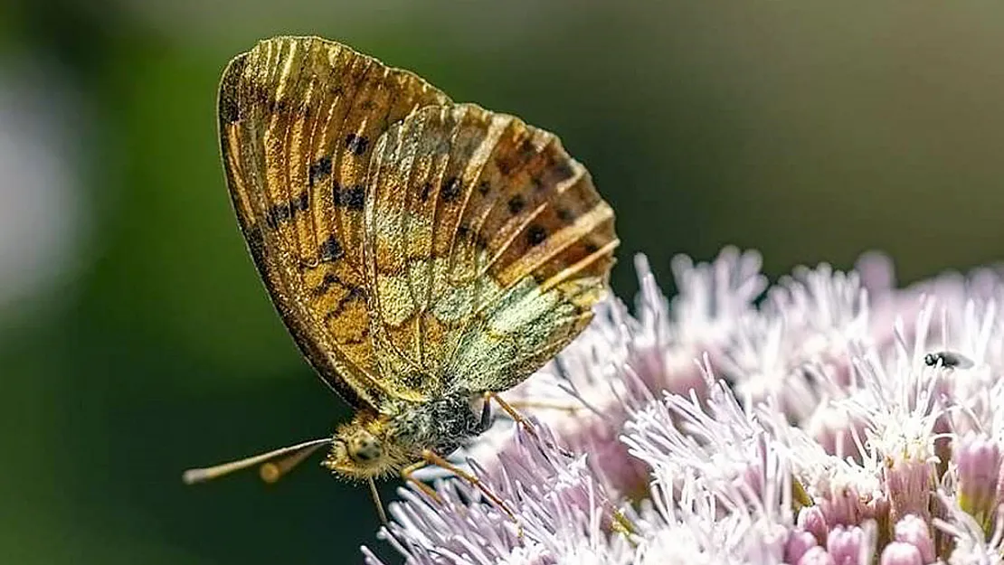 Kelebekler Gediz Nehri'ne Rehberlik Yapıyor