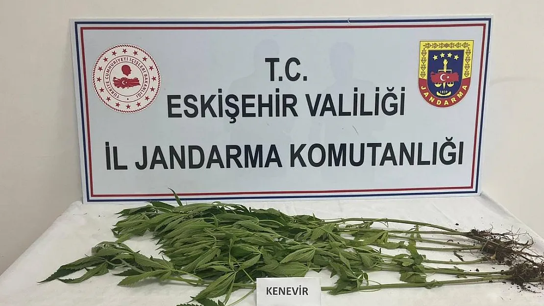 Kenevir yetiştiren şahıslara jandarma operasyonu