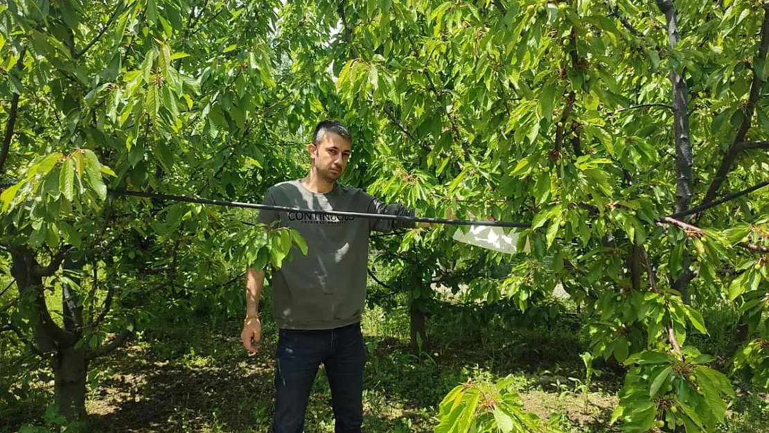 Kiraz bahçelerinde Akdeniz meyve sineğine karşı başlatılan mücadele sürüyor