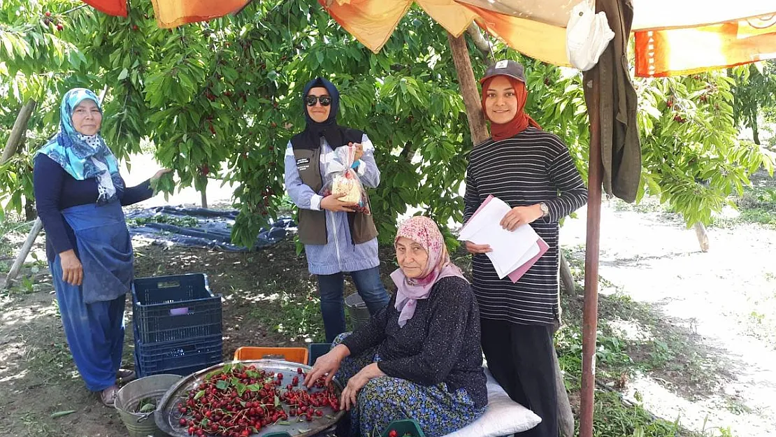 Kiraz hasadı yapılan bölgelerde zararlı organizma denetimi yapıldı