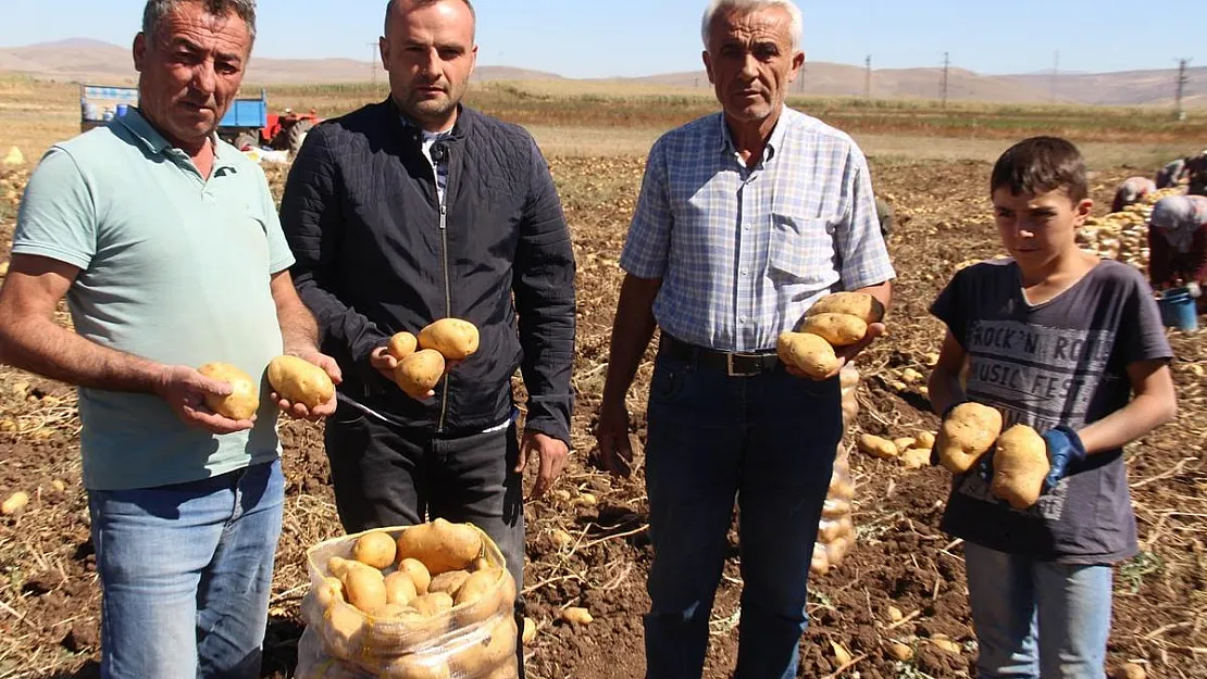 Kışlık patates hasadı başladı