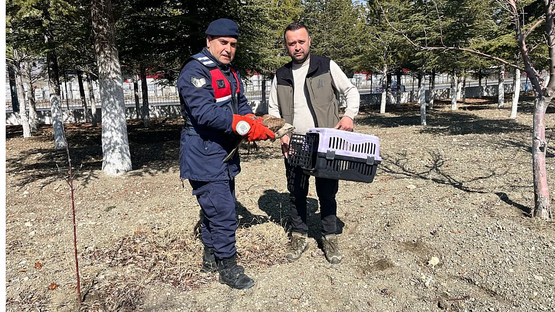 Kızıl Şahin, Jandarma Sayesinde Yaşıyor