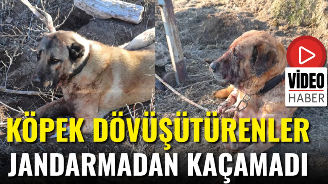 Köpek Dövüşütürenler Jandarmadan Kaçamadı