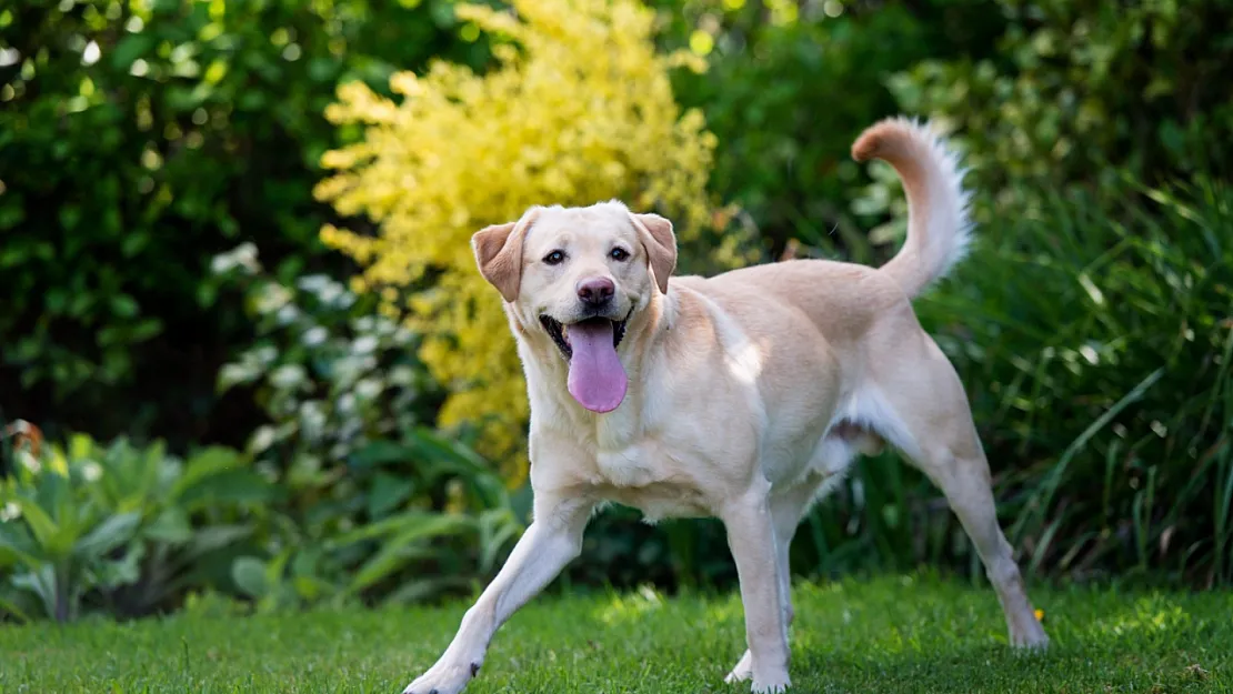 Köpekler Kuyruklarını Neden Sallıyorlar?