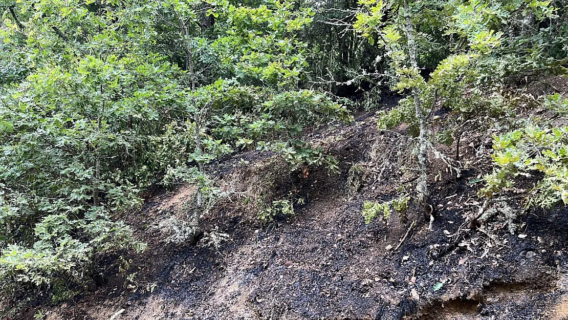 Koskoca Tabiat Parkı Bir Sigara İzmariti Yüzünden Kül Olacaktı