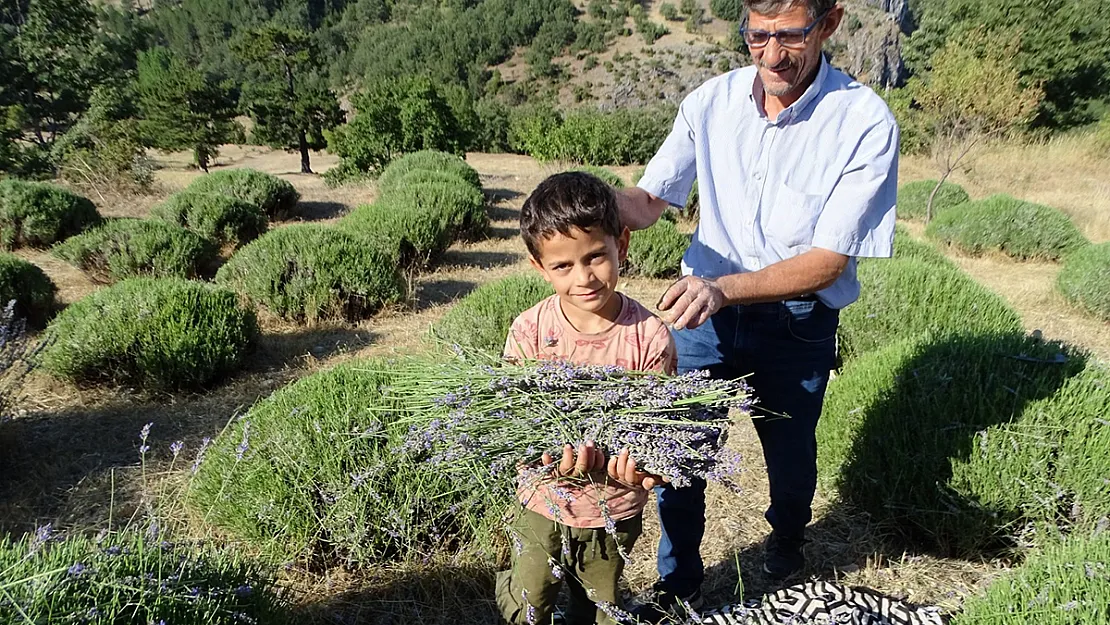 Köylü Girişimci 6 Yıldır Geçimini Lavantadan Sağlıyor