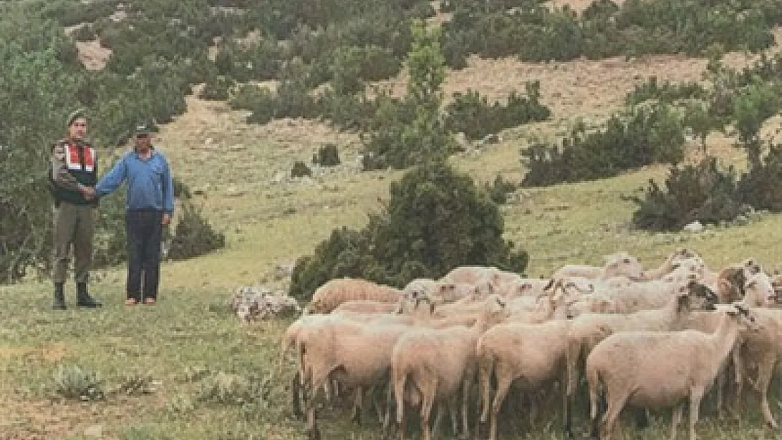 Koyun hırsızları yakalandı – Kocatepe Gazetesi