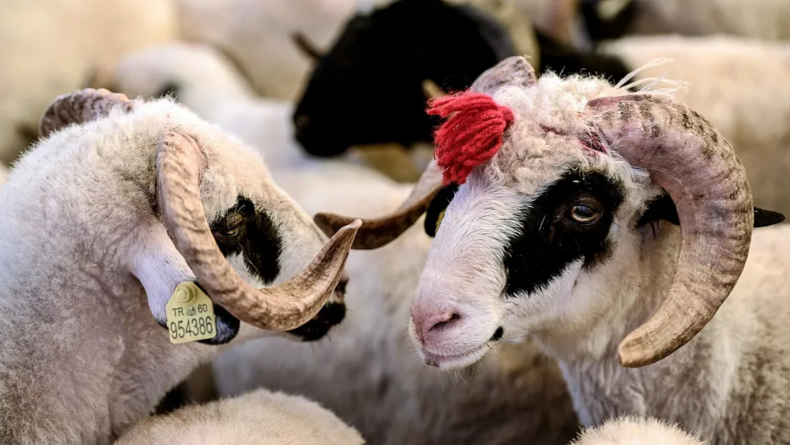 Kurban Bayramı'nda Et Yemeklerinin Yanına Hangi Tatlılar Yakışır?