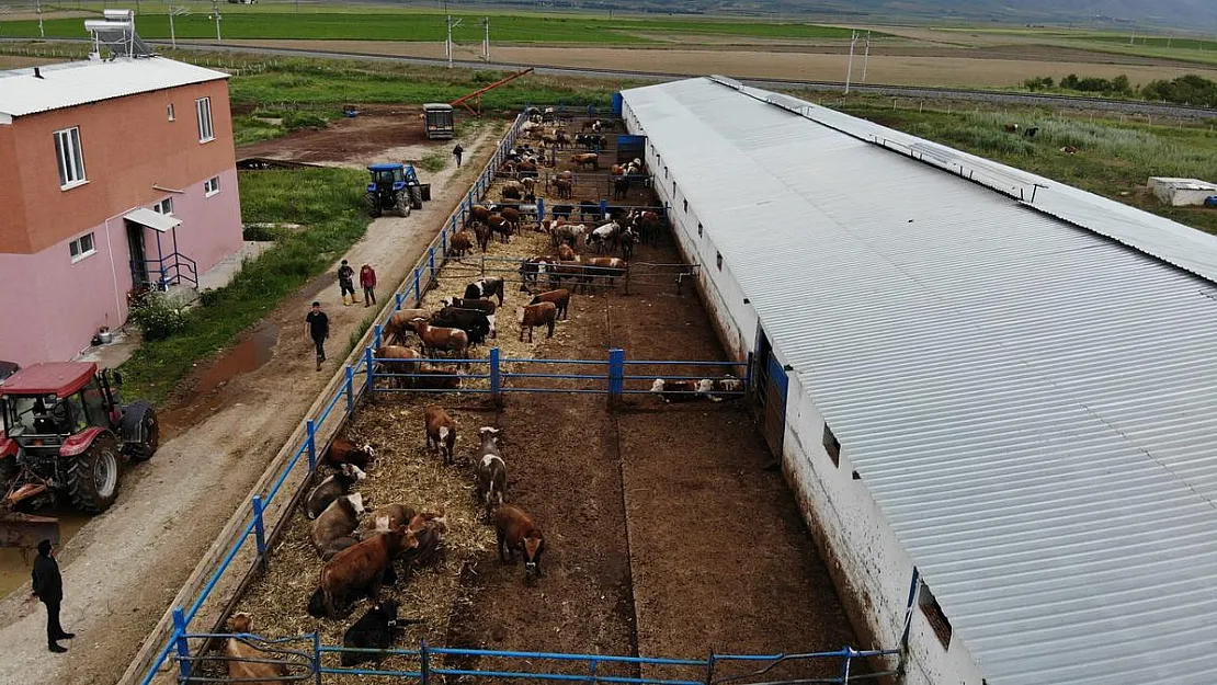 Kurban Bayramı öncesi besicilerin hazırlıkları hız kazandı