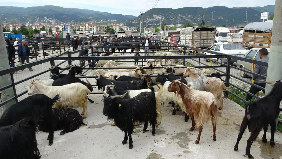 Kütahya Canlı Hayvan Pazarı Geçici Olarak Kapatıldı