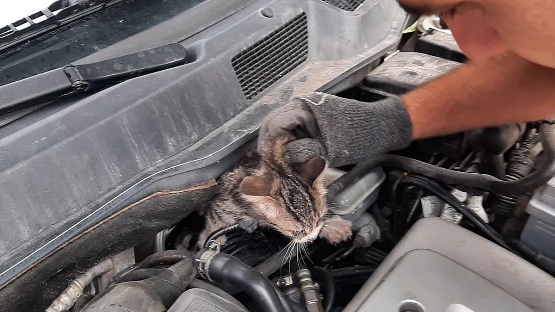 Kütahya’da otomobilin motoruna sıkışan yavru kedi kurtarıldı