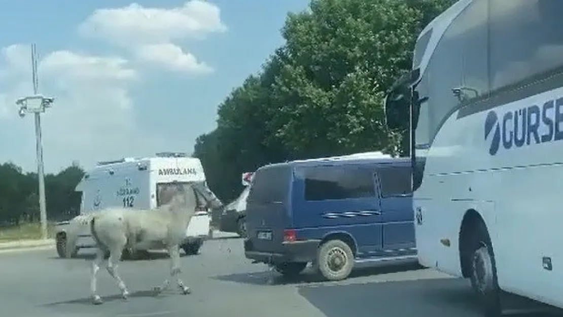 Minibüsün arkasına at bağlayan sürücü hakkında gözaltı kararı çıkartıldı