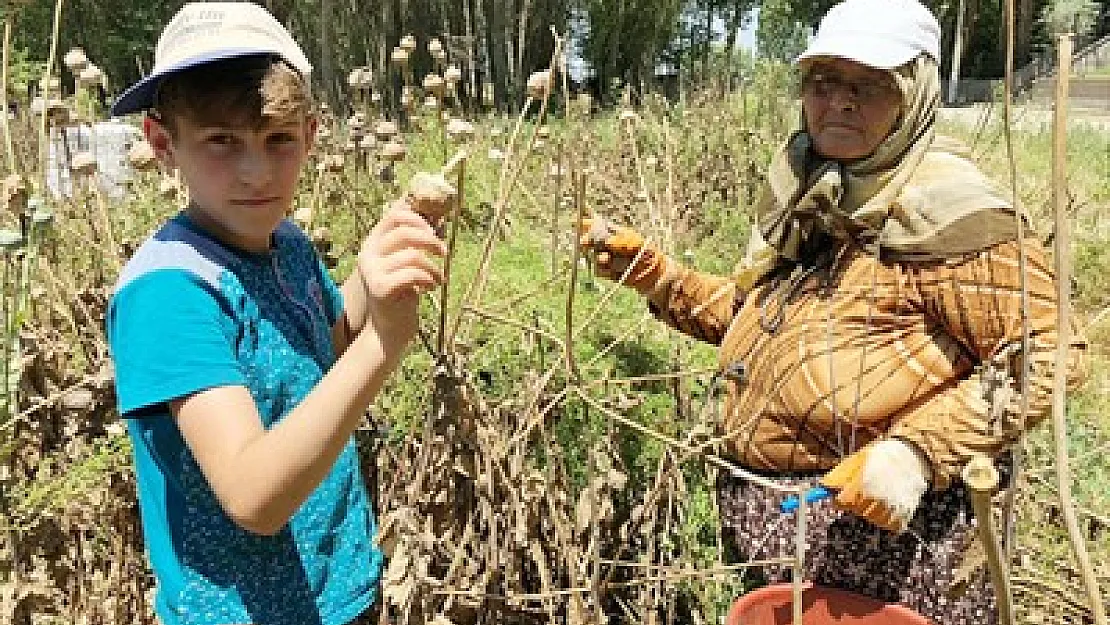 Morfinin hammaddesi olan haşhaşta hasat başladı