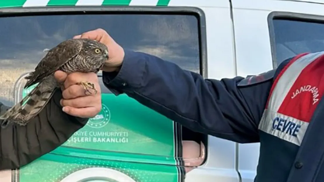 Nesli Tehlikede Olan Yaralı Atmacayı Jandarma Kurtardı