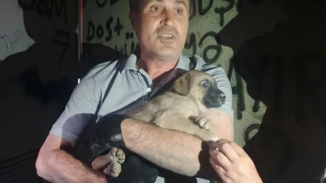 OEDAŞ trafoda mahsur kalan yavru köpeğe duyarsız kalmadı