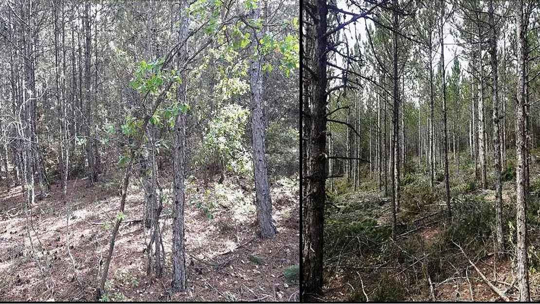 Ormanlarda Bakım Ve Gençleştirme Çalışmaları Sürüyor