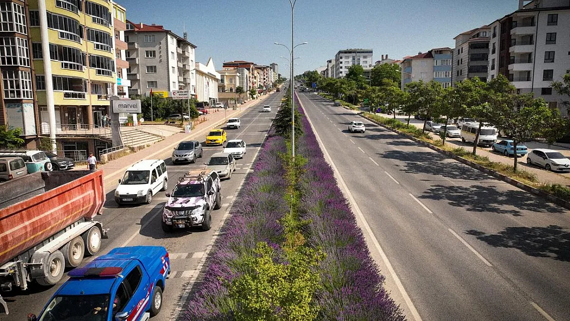 Orta refüjde açan lavantalar adeta göz kamaştırıyor