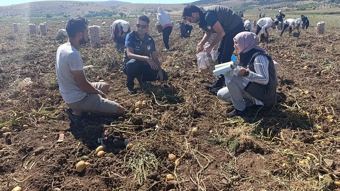 Patates Alanlarında Pestisit Denetimi