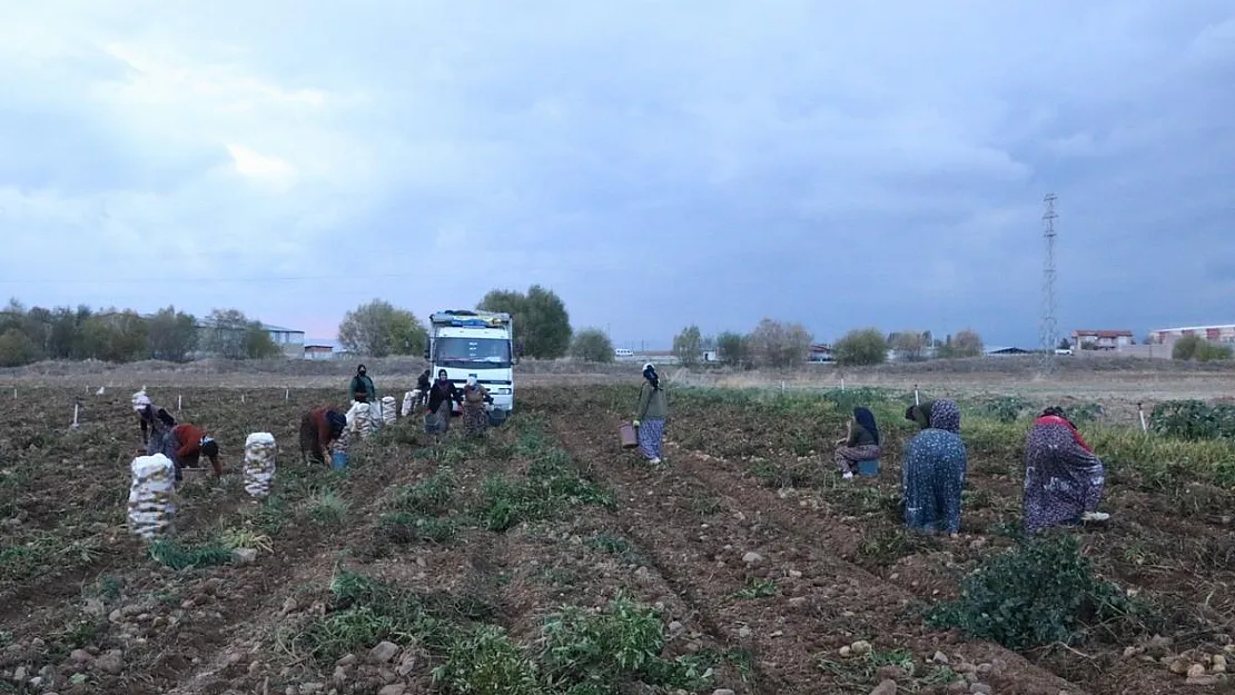 Patates Bu Yıl Fiyatıyla Üreticisinin Yüzünü Güldürdü