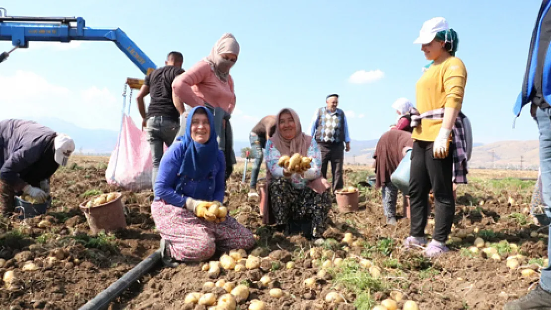 Patates kilogramı 9 ile 15 lira arasında alıcı buluyor