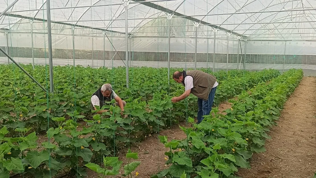 Patates Risk Altında! Hastalık Kontrolleri Yapılıyor