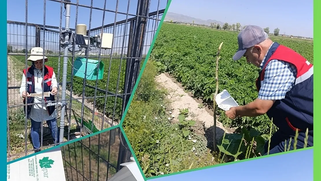 Patates Zararlısı İçin İlaçlama Zamanı