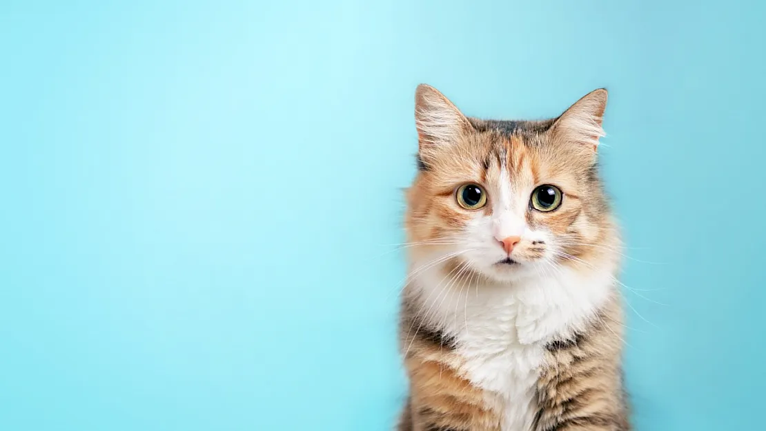 Peygamber Efendimiz (S.A.V.) Kedi İçin Ne Demiş?