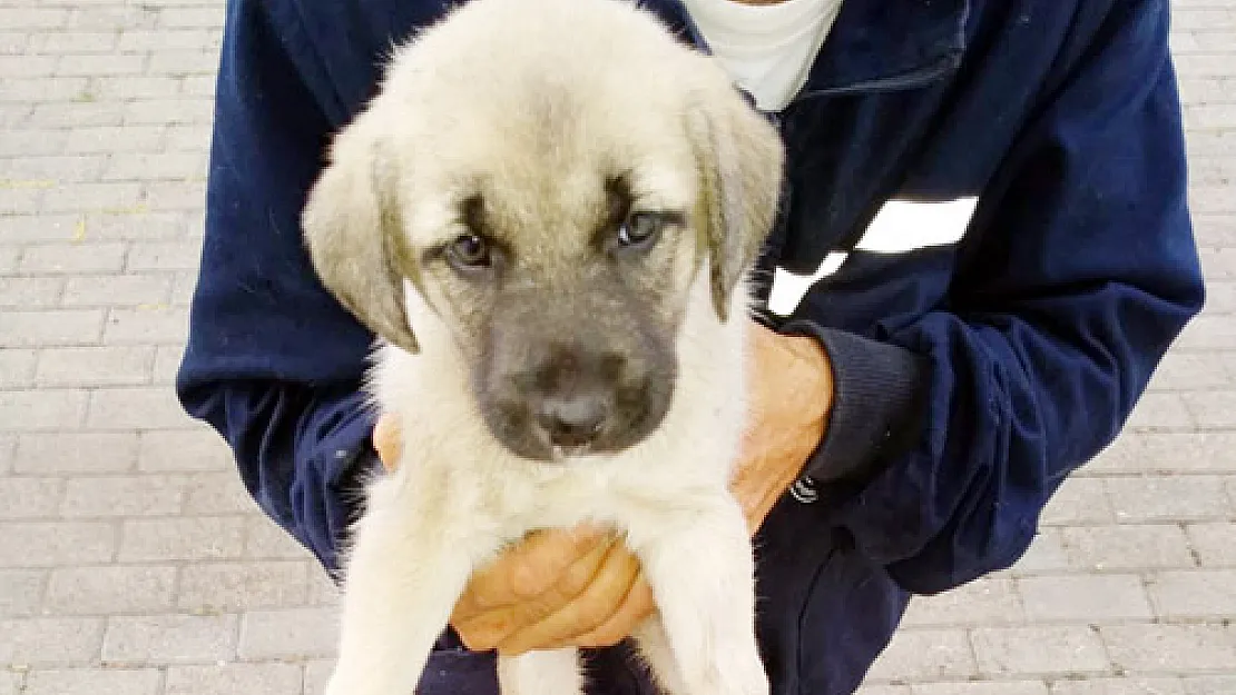 Polisin yaralı bulduğu yavru köpek tedavi edilip barınağa konuldu