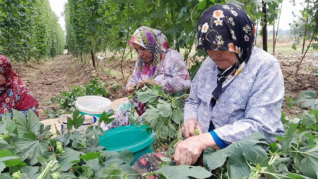 Sadece Bilecik'te yetişen endüstriyel bitki şerbetçi otunun hasadı başladı