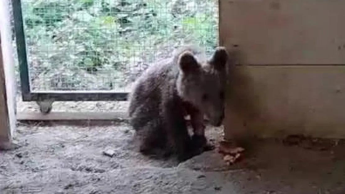 Sağlığına kavuşan yavru boz ayı doğaya bırakıldı