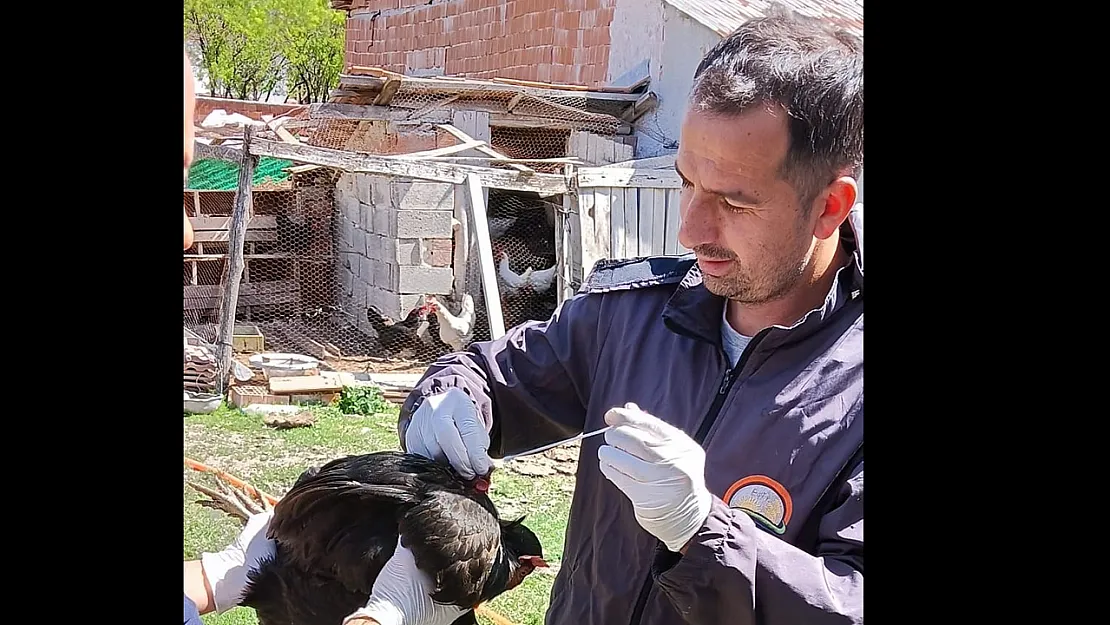 Sağlıklı Yumurta Üretimi Çalışmaları Devam Ediyor