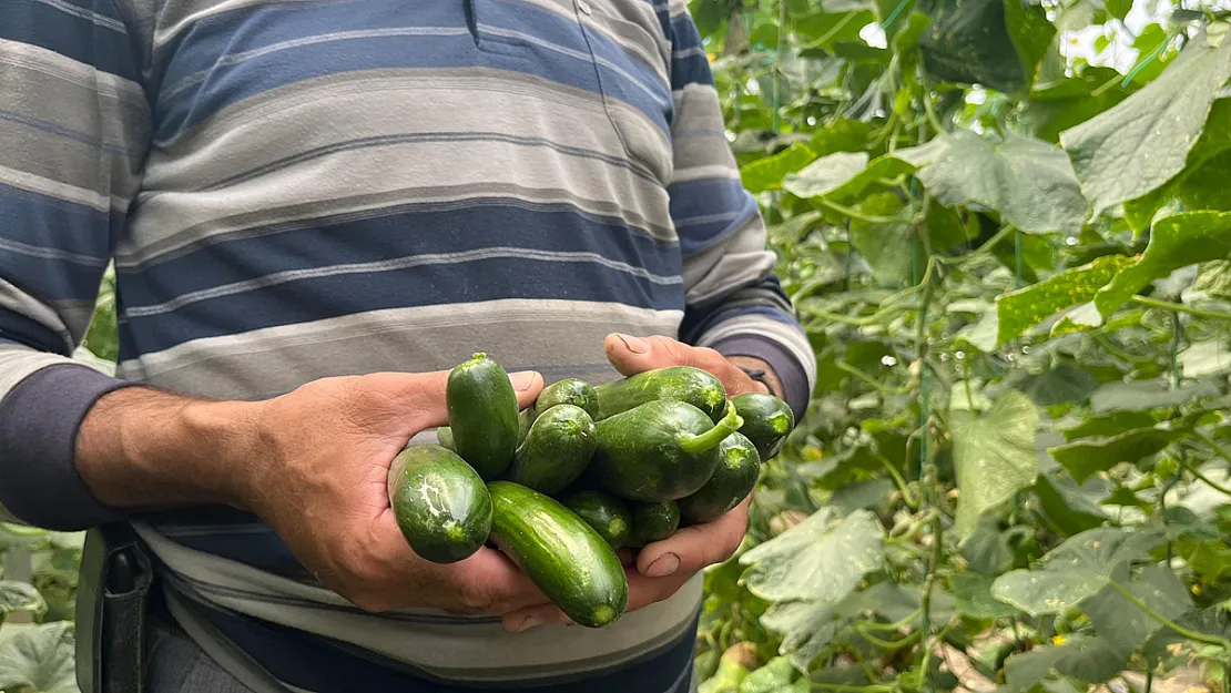 Salatalık Ve Kabak Fiyatları Üreticiyi Tatmin Edecek Seviyeye Ulaştı