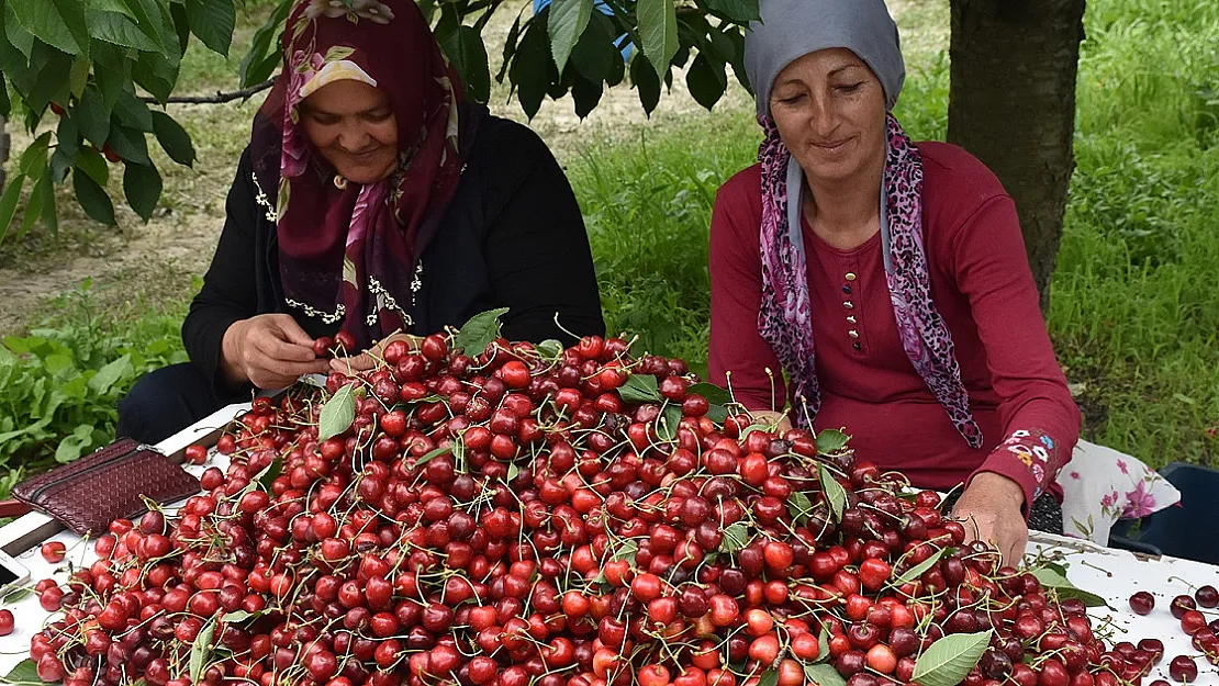 Sultandağı’na Kiraz Alım Merkez kurulacak