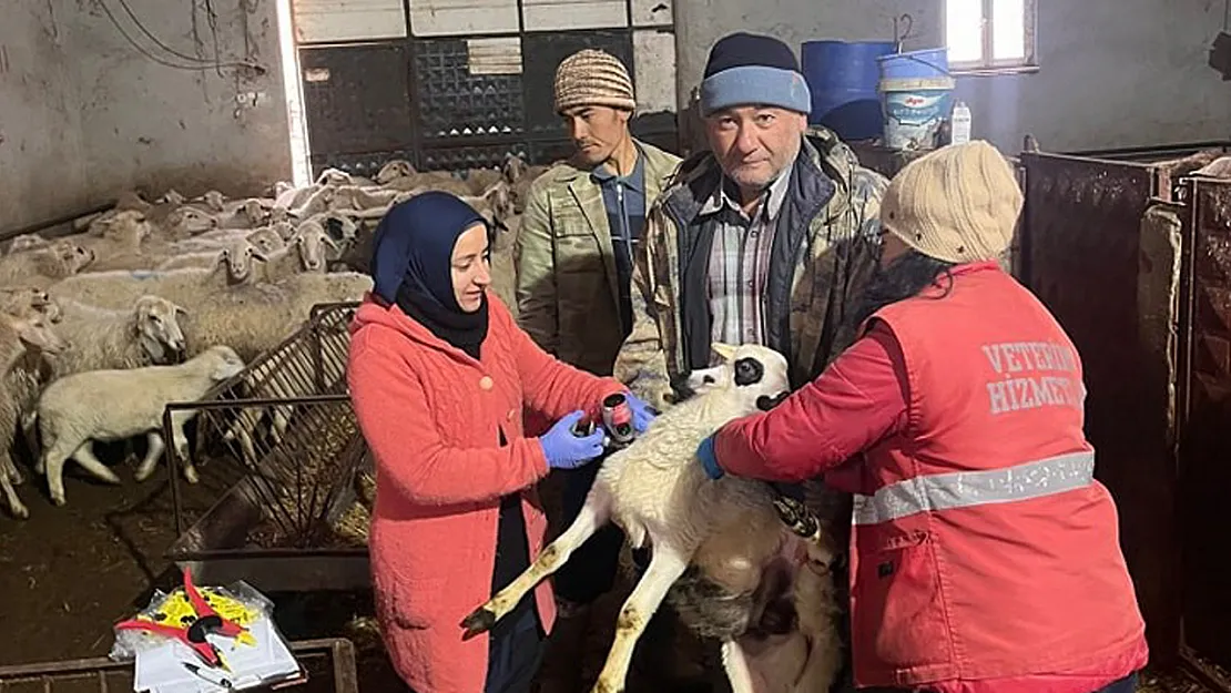 Sandıklı'da Küçükbaş Hayvanlara Aşılama Çalışması Yapıldı