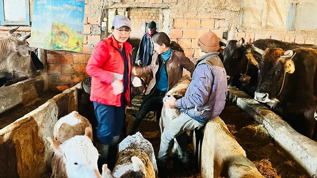 Sandıklı'da büyükbaş hayvanlara şap aşısı uygulaması devam ediyor