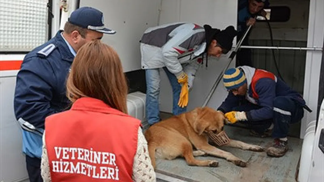 'Sandıklı'da hiçbir zaman köpek katliamı yapılmamıştır'