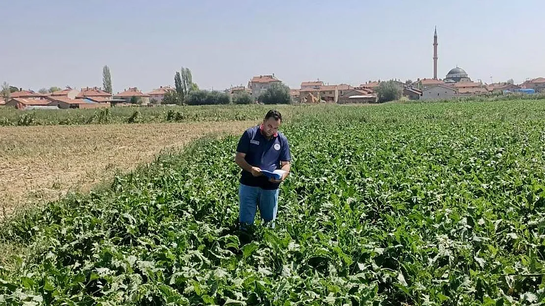 Şeker Pancarı Üretim Alanında Kontrol Altında